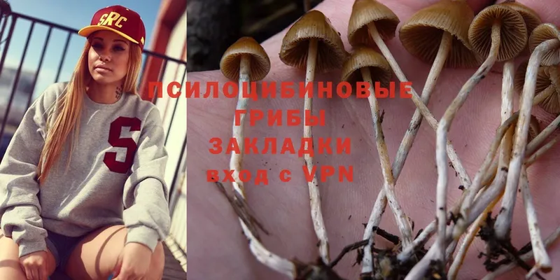 Псилоцибиновые грибы Psilocybine cubensis  Карталы 